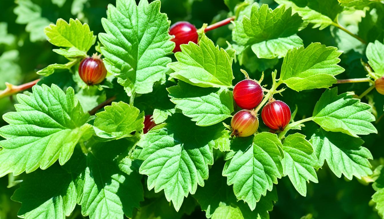 How to grow gooseberries