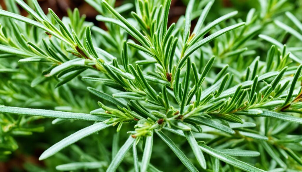 Rosemary Plant Troubleshooting