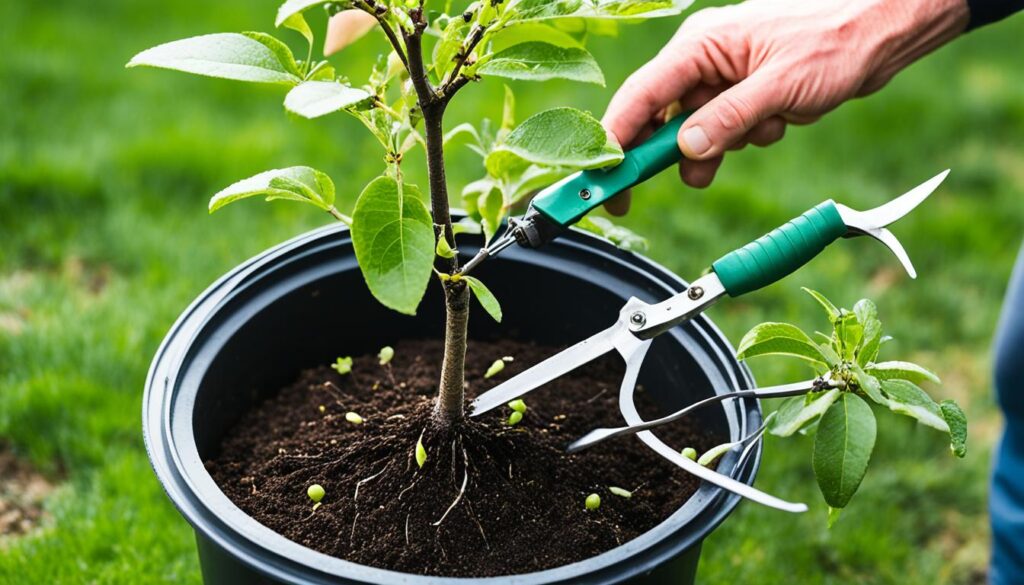 apple tree propagation