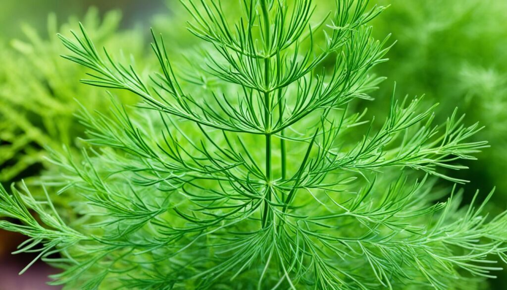 backyard dill cultivation