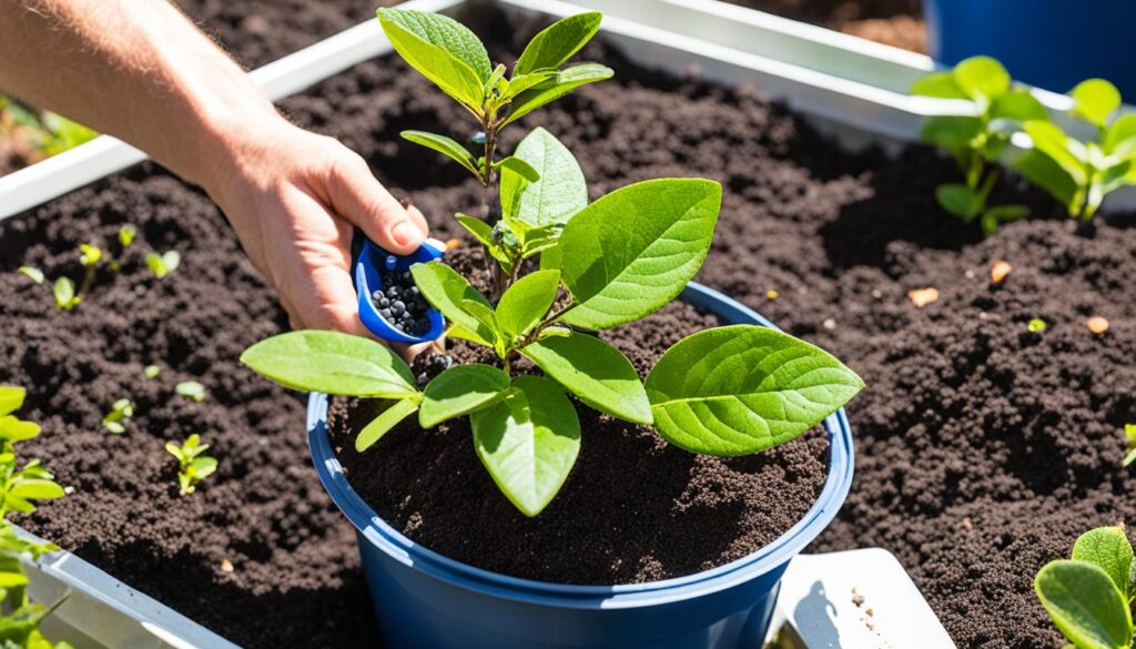 blueberry container care