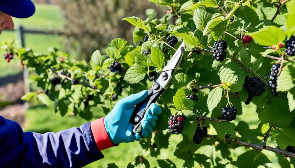 boysenberry pruning techniques