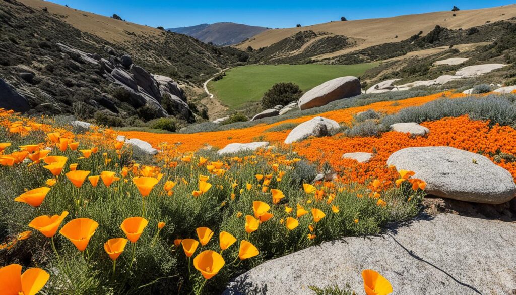 california poppy cultivation tips