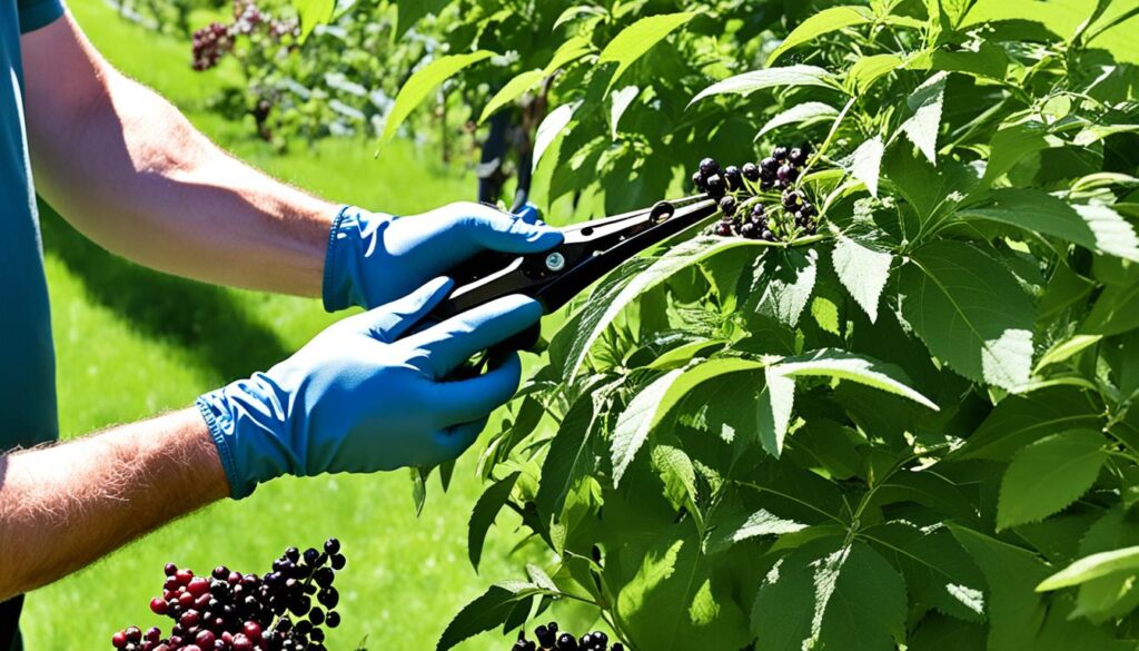 elderberry pruning guide