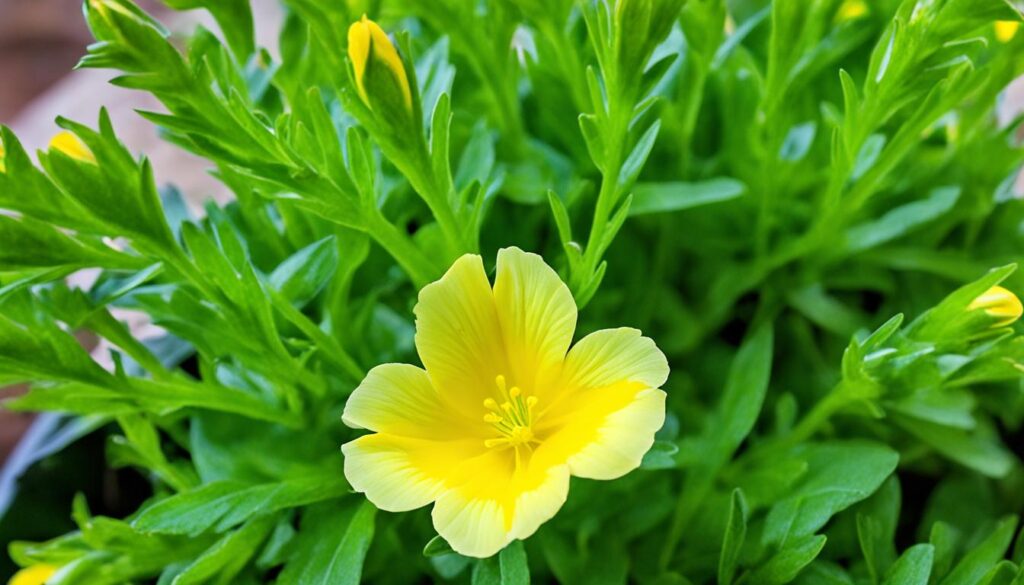 evening primrose