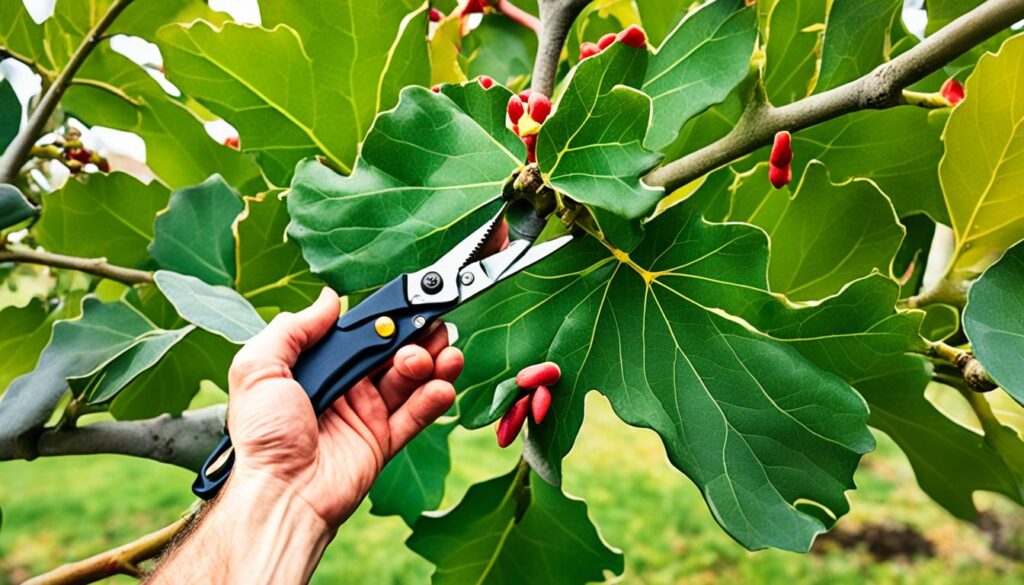 fig tree pruning tips