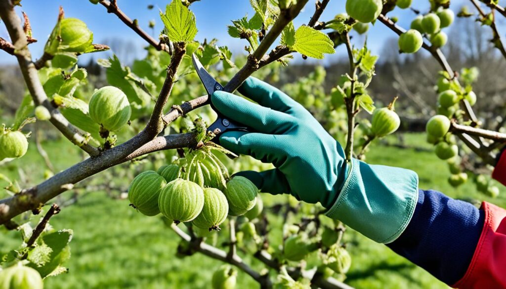 gooseberry pruning guide