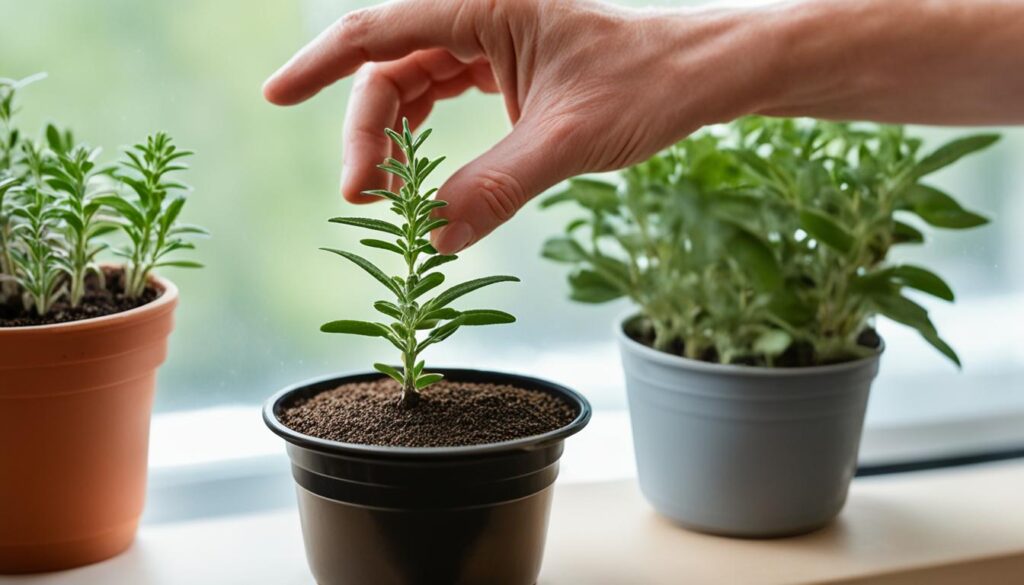 growing sage from seeds