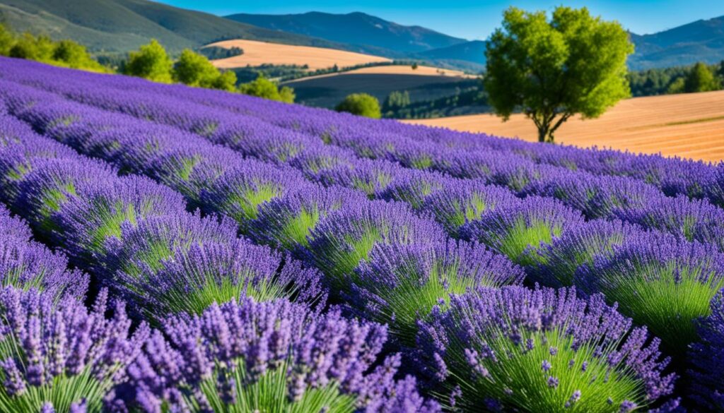 lavender image