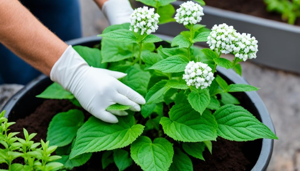 marshmallow plant care