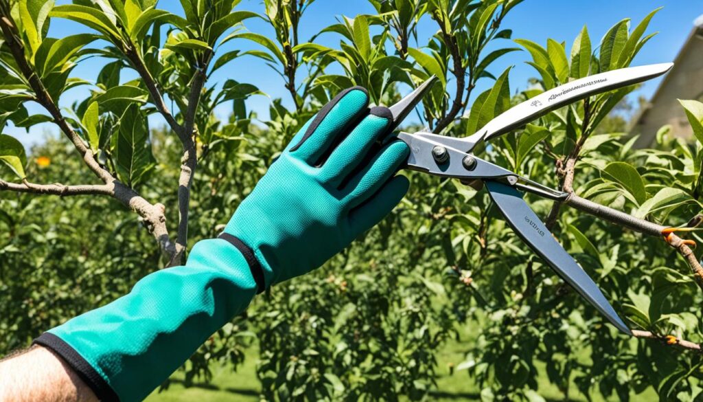 peach tree pruning and training