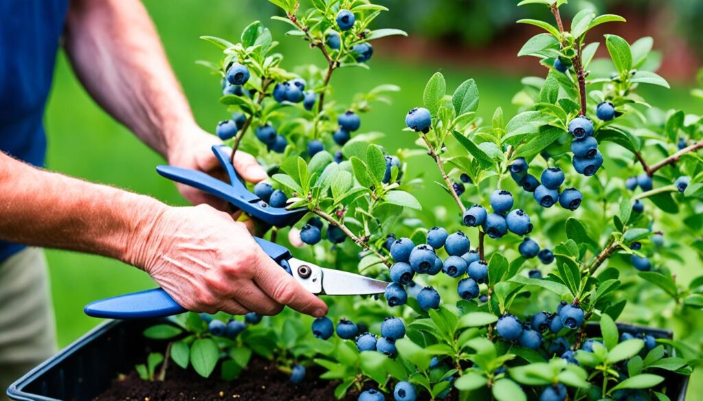 pruning container blueberries